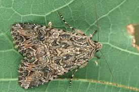 Attēlu rezultāti vaicājumam “Hadula trifolii”