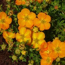 Attēlu rezultāti vaicājumam “Potentilla”