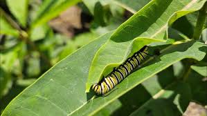 Image result for monarch caterpillar