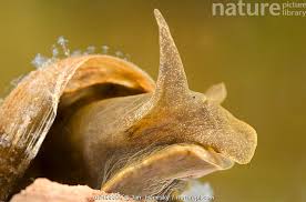 Attēlu rezultāti vaicājumam “Lymnaea stagnalis”