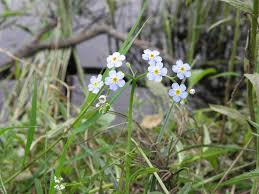Attēlu rezultāti vaicājumam “Myosotis scorpioides bud”