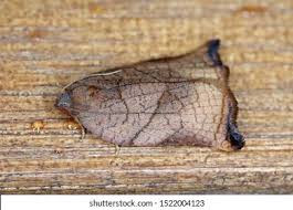 Attēlu rezultāti vaicājumam “Archips podana”