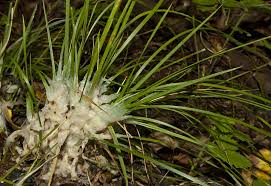 Attēlu rezultāti vaicājumam “Sebacina incrustans”