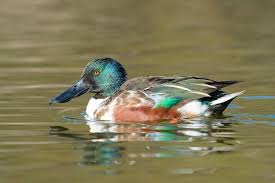 Attēlu rezultāti vaicājumam “Anas clypeata male”