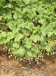 Attēlu rezultāti vaicājumam “Waldsteinia geoides”