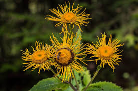 Attēlu rezultāti vaicājumam “Telekia speciosa bud”