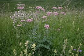 Image result for Pimpinella major