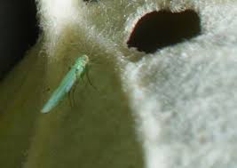 Attēlu rezultāti vaicājumam “Empoasca sp.”