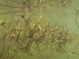 Attēlu rezultāti vaicājumam “Najas minor”