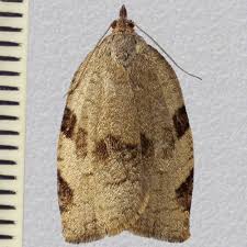 Attēlu rezultāti vaicājumam “Lozotaenia forsterana”