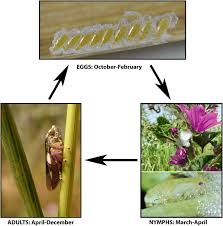 Attēlu rezultāti vaicājumam “Philaenus spumarius nymph”