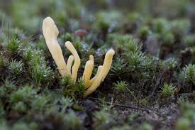 Attēlu rezultāti vaicājumam “Clavaria argillacea”