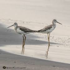 Attēlu rezultāti vaicājumam “Tringa nebularia”