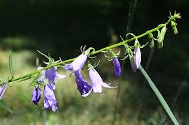 Attēlu rezultāti vaicājumam “Campanula patula fruit”