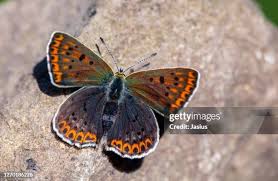 Attēlu rezultāti vaicājumam “Lycaena tityrus female”