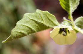 Attēlu rezultāti vaicājumam “Physarum xanthinum sessile”
