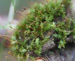 Attēlu rezultāti vaicājumam “Fissidens bryoides sporophyte”