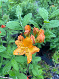 Attēlu rezultāti vaicājumam “Rhododendron calendulaceum flower”