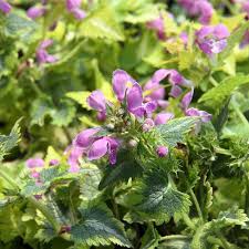 Attēlu rezultāti vaicājumam “Lamium maculatum”