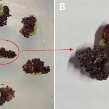 Attēlu rezultāti vaicājumam “Sedum aizoon fruit”