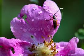 Attēlu rezultāti vaicājumam “Paracorymbia maculicornis imago”