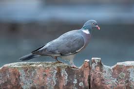 Attēlu rezultāti vaicājumam “Columba palumbus adult”