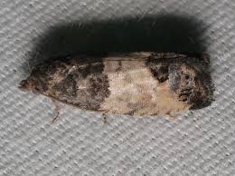 Attēlu rezultāti vaicājumam “Spilonota ocellana”