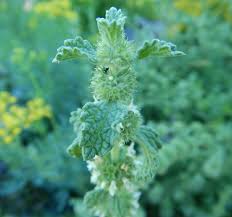 Image result for Marrubium vulgare