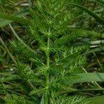 Attēlu rezultāti vaicājumam “Sium latifolium leaf”