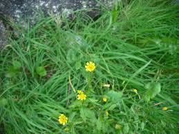 Attēlu rezultāti vaicājumam “Hieracium vulgatum bud”