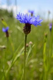 Image result for Centaurea cyanus