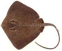 Image result for Dasyatis chrysonota