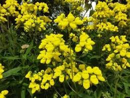 Image result for Calceolaria integrifolia