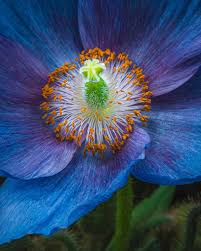 Image result for Meconopsis betonicifolia