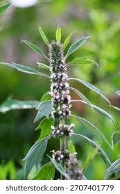 Attēlu rezultāti vaicājumam “Leonurus quinquelobatus flower”