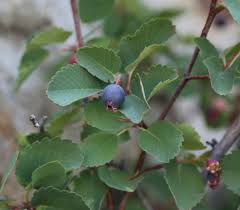 Attēlu rezultāti vaicājumam “Amelanchier spicata fruit”