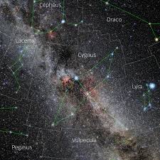 Image result for Cygnus cygnus