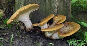 Attēlu rezultāti vaicājumam “Polyporus squamosus”
