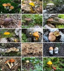 Attēlu rezultāti vaicājumam “Pluteus leoninus”