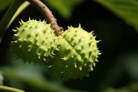 Attēlu rezultāti vaicājumam “Aesculus hippocastanum fruit”