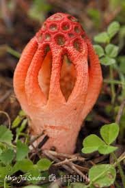 Attēlu rezultāti vaicājumam “Didymium tussilaginis sessile”