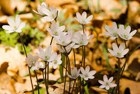 Attēlu rezultāti vaicājumam “Hepatica nobilis flower”