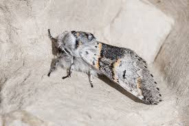 Attēlu rezultāti vaicājumam “Furcula bifida”