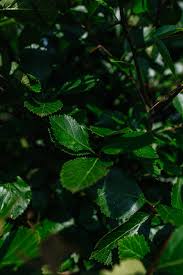 Attēlu rezultāti vaicājumam “Crataegus persimilis leaf”