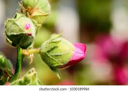 Attēlu rezultāti vaicājumam “Alcea rosea bud”