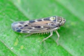 Attēlu rezultāti vaicājumam “Lamprotettix nitidulus”