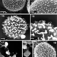 Attēlu rezultāti vaicājumam “Comatricha sp.”