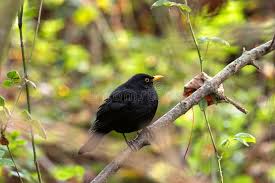 Attēlu rezultāti vaicājumam “Turdus merula male”