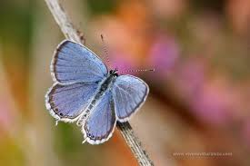 Attēlu rezultāti vaicājumam “Everes argiades”