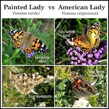 Attēlu rezultāti vaicājumam “Vanessa cardui upperside”